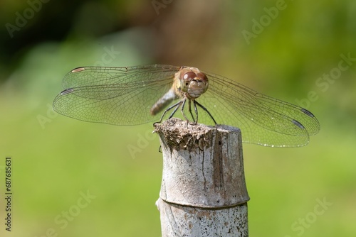 Φωτογραφία Close up of a common darter (sympetrum striolatum) dragonfly