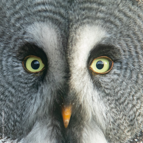 Close up portrait of the head and eyes on a great grey owl