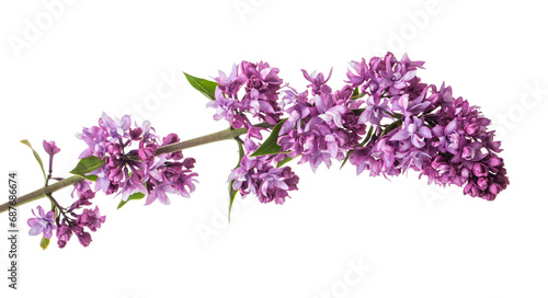 Lilac flowers on a white background.