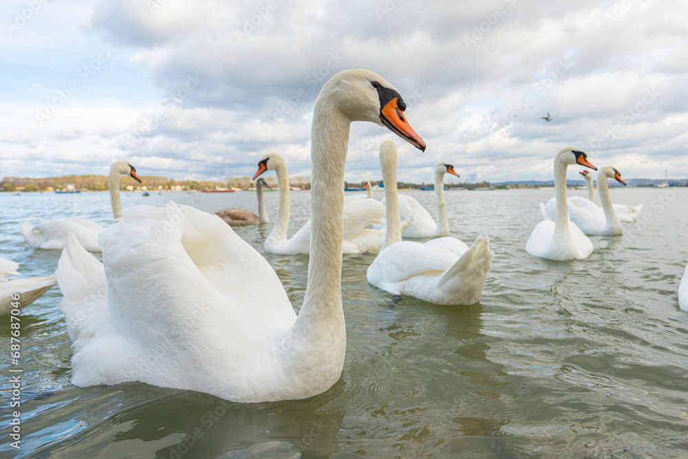 Obraz premium Swans in the river