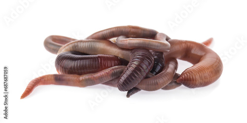 Worms isolated on white background.