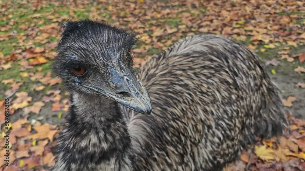 Close up of a Emu head looking around in autumn Close up of a Emu head looking around in autumn