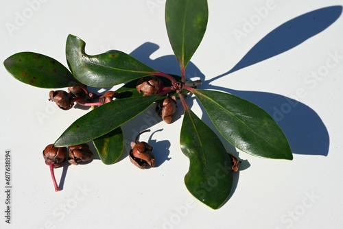 Japanese ternstroemia ( Ternstroemia gymnanthera ) fruits. Pentaphylacaceae evergreen tree. The fruit ripens in autumn, and the thick skin splits to release orange-red seeds. photo