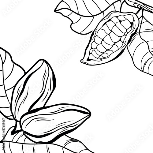 Vector template with cocoa fruits and leaves in line art style, minimalistic hand drawn design