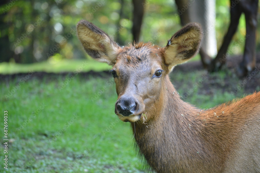 ciervo / venado