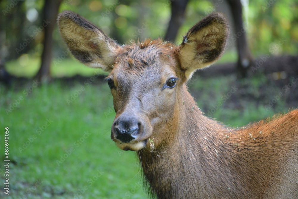 ciervo / venado