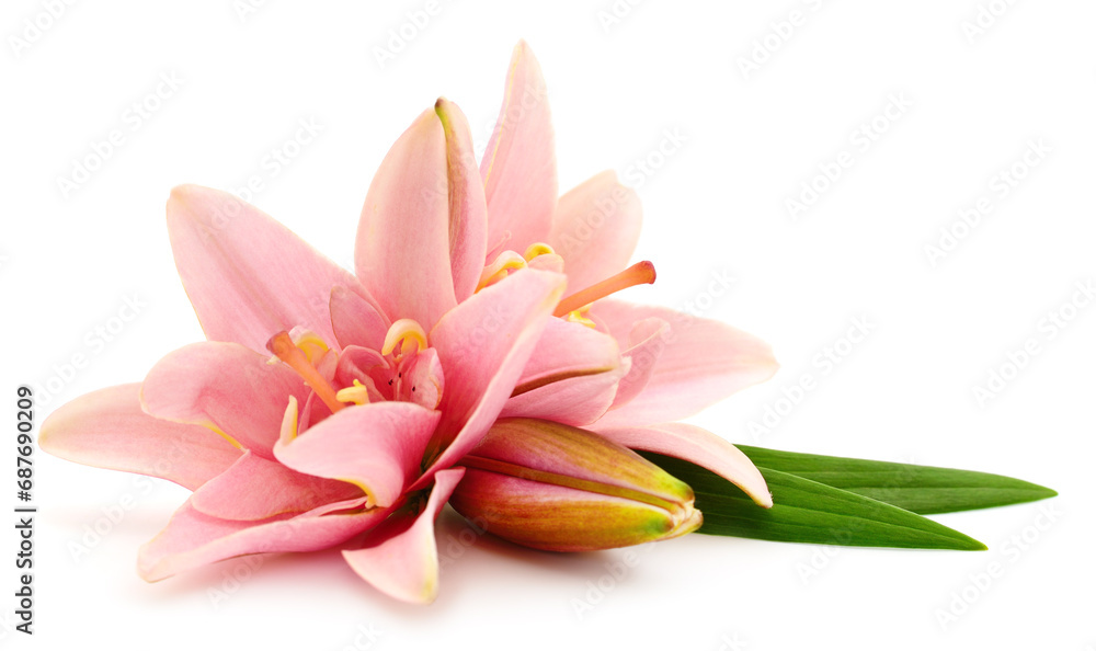Fototapeta premium Two pink lilies.