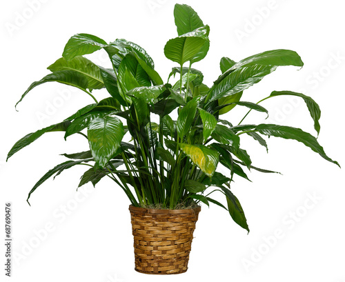 Isolated Transparent Background House Plant