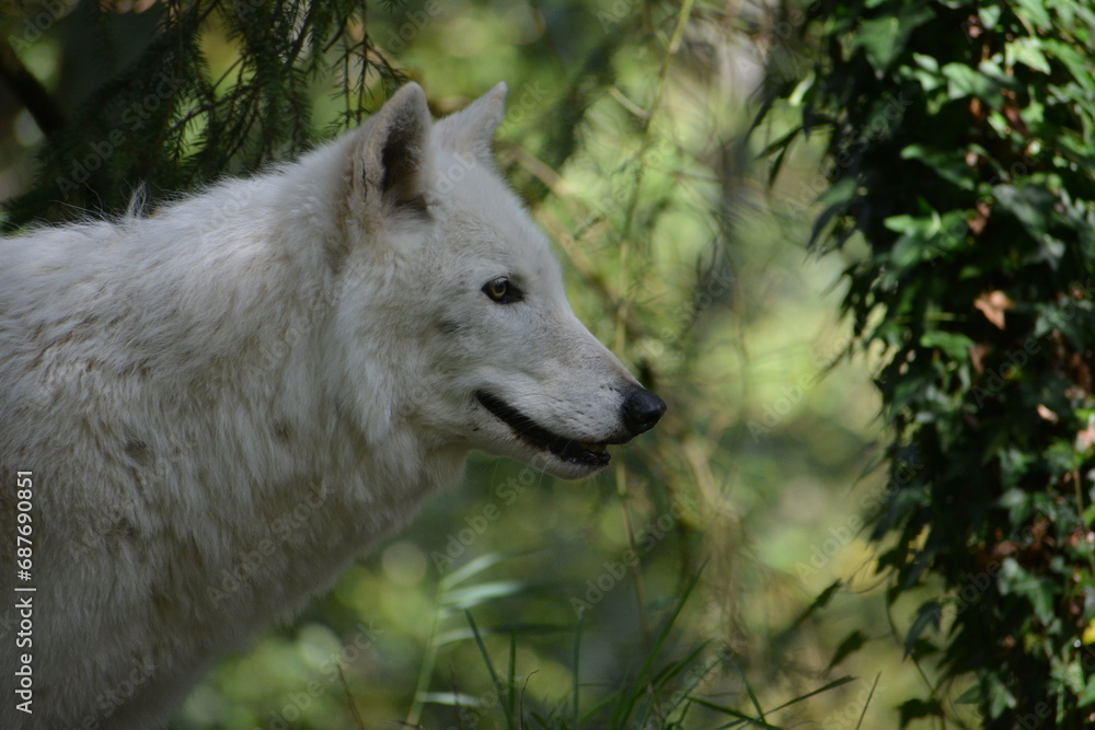 lobo blanco en bosque lobo blanco en bosque
