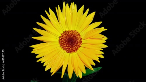 Yellow Flower Of Calendula Officinalis Blooming in Time Lapse on a Black Background. Medicinal Plant. Nature concept in Springtime