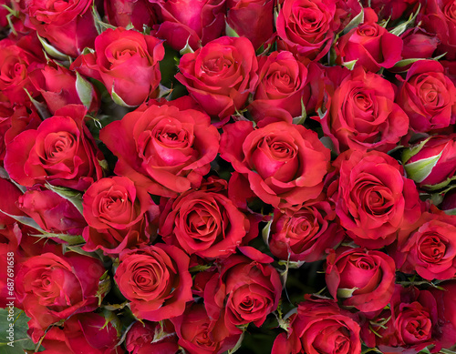 Close-up of a bouquet of fresh, xxxxx roses