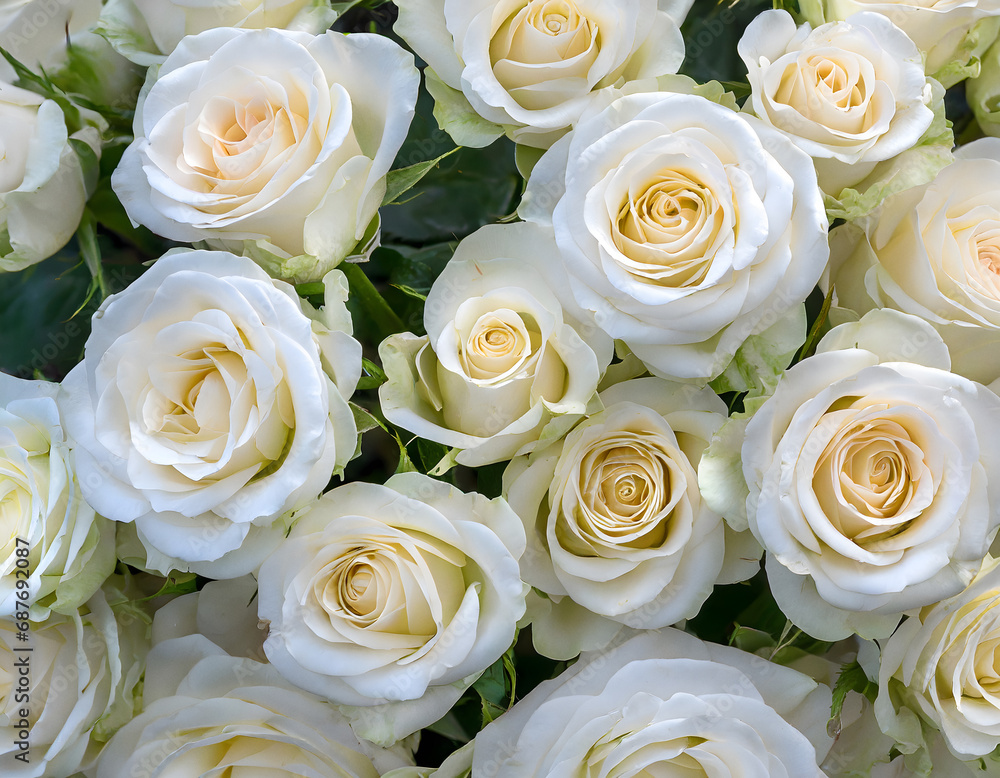 Close-up of a bouquet of fresh, xxxxx roses Close-up of a bouquet of fresh, xxxxx roses