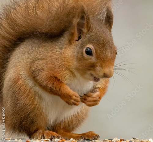 Close up of cute little scottish red squirrel in the forest