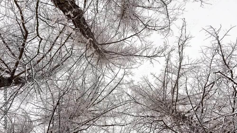 Bottom view of A snowstorm in a winter public park , it is snowing heavily, snowflakes are slowly falling, tree branches are covered with snow Bottom view of A snowstorm in a winter public park , it is snowing heavily, snowflakes are slowly falling, tree branches are covered with snow