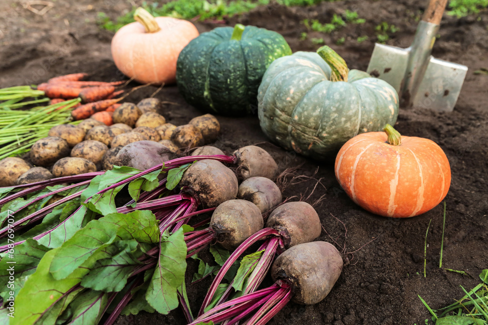 Harvesting different vegetables harvest in garden. Fresh carrot, beetroot, pumpkin and potato on soil ground outdoors close up