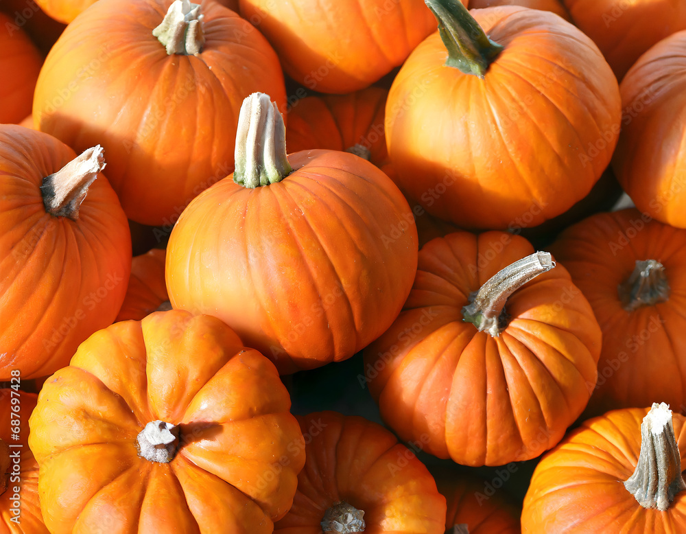 Group of pumpkins Group of pumpkins