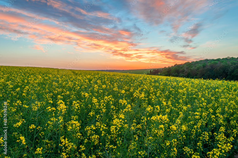 An amazing sunset over a field of blooming rapeseed