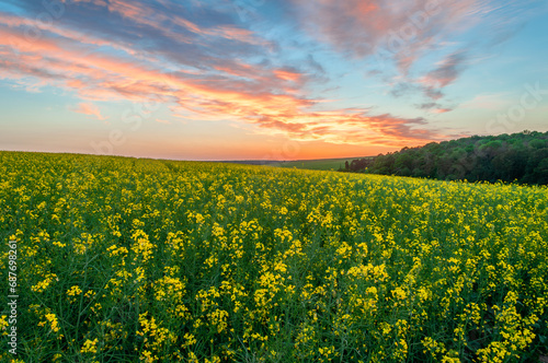An amazing sunset over a field of blooming rapeseed