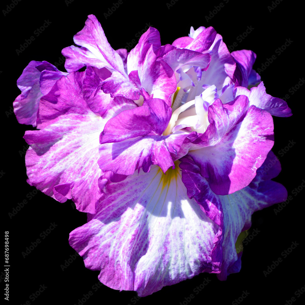 Iris is a genus of about 260–300 species of flowering plants howy flowers. It takes its name from the Greek word for a rainbow, which is also the name for the Greek goddess iris Iris is a genus of about 260–300 species of flowering plants howy flowers. It takes its name from the Greek word for a rainbow, which is also the name for the Greek goddess iris
