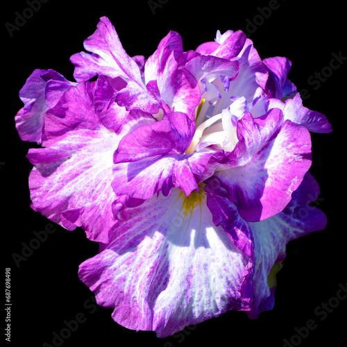 Iris is a genus of about 260–300 species of flowering plants howy flowers. It takes its name from the Greek word for a rainbow, which is also the name for the Greek goddess iris photo