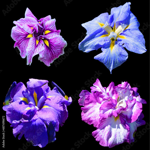 Fototapeta Naklejka Na Ścianę i Meble -  Iris is a genus of about 260–300 species of flowering plants howy flowers. It takes its name from the Greek word for a rainbow, which is also the name for the Greek goddess iris