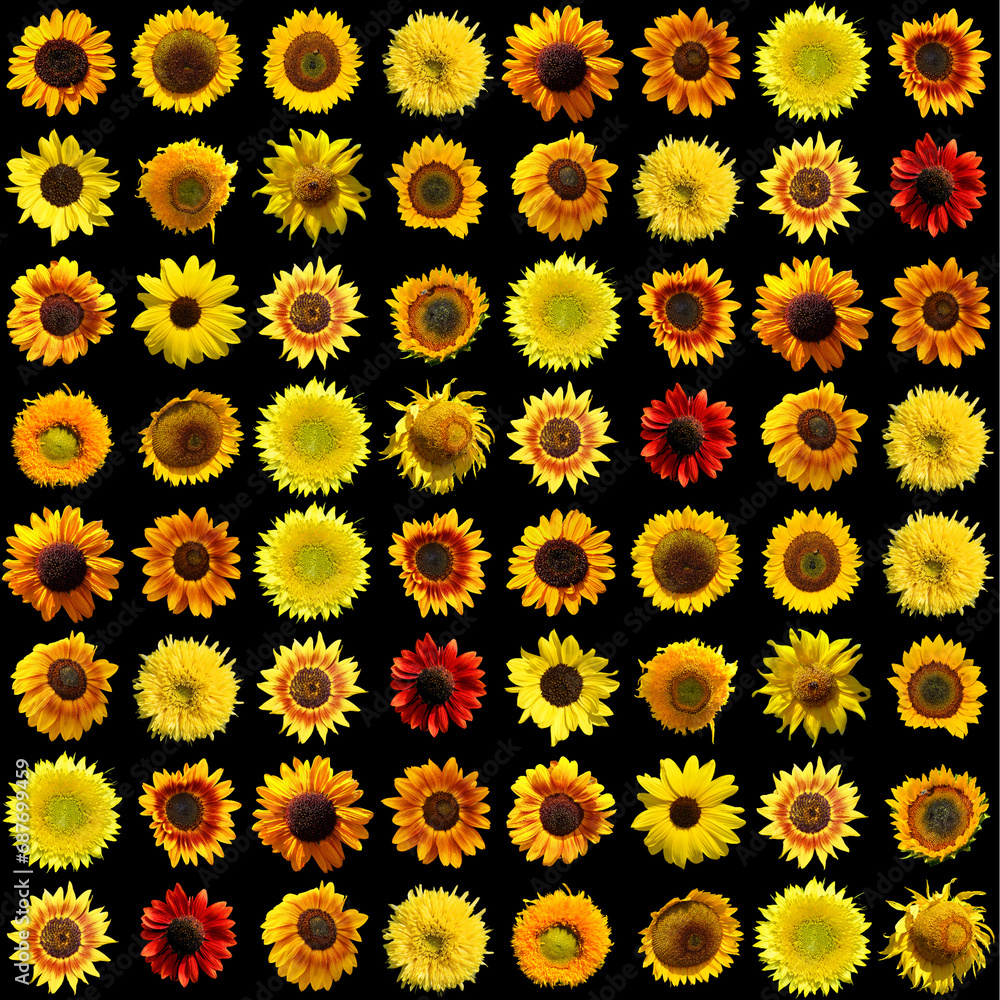 Sunflower is an annual plant native to the Americas. It possesses a large inflorescence, and its name is derived from the flower's shape and image which is often used to depict the sun
Sunflower is an annual plant native to the Americas. It possesses a large inflorescence, and its name is derived from the flower's shape and image which is often used to depict the sun