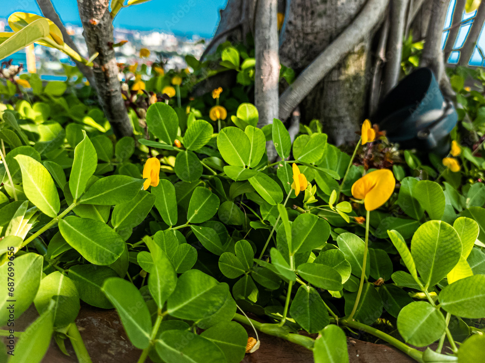 Obraz premium yellow flowers in the garden