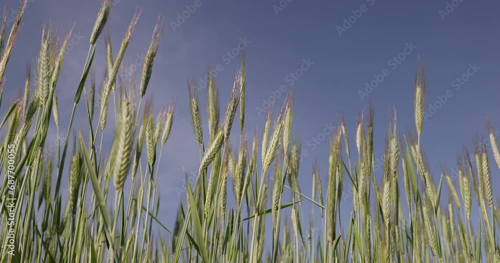 green wheat in the field in clear weather, cereal growing business in eastern europe green wheat in the field in clear weather, cereal growing business in eastern europe