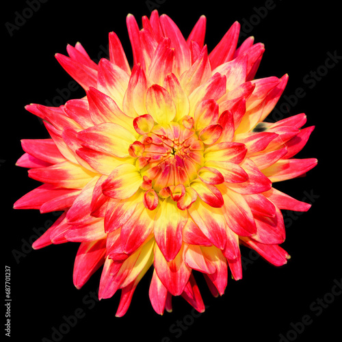 Dahlia is a genus of bushy, tuberous, perennial plants native to Mexico, Central America, and Colombia. There are at least 36 species of dahlia, some like D. imperialis up to 10 metres tall.
