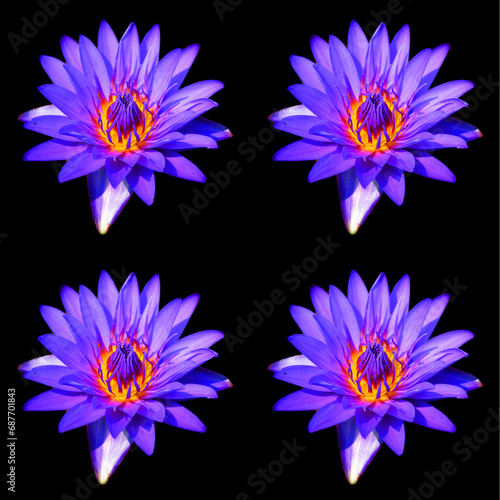 Water lily. Nymphaeaceae is a family of flowering plants. Members of this family are commonly called water lilies