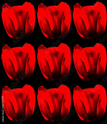 Tulips is a perennial, bulbous plant with showy flowers in the genus Tulipa, of which up to 109 species photo