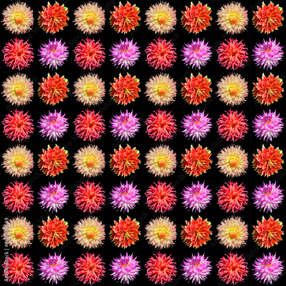Dahlia is a genus of bushy, tuberous, perennial plants native to Mexico, Central America, and Colombia. There are at least 36 species of dahlia Dahlia is a genus of bushy, tuberous, perennial plants native to Mexico, Central America, and Colombia. There are at least 36 species of dahlia