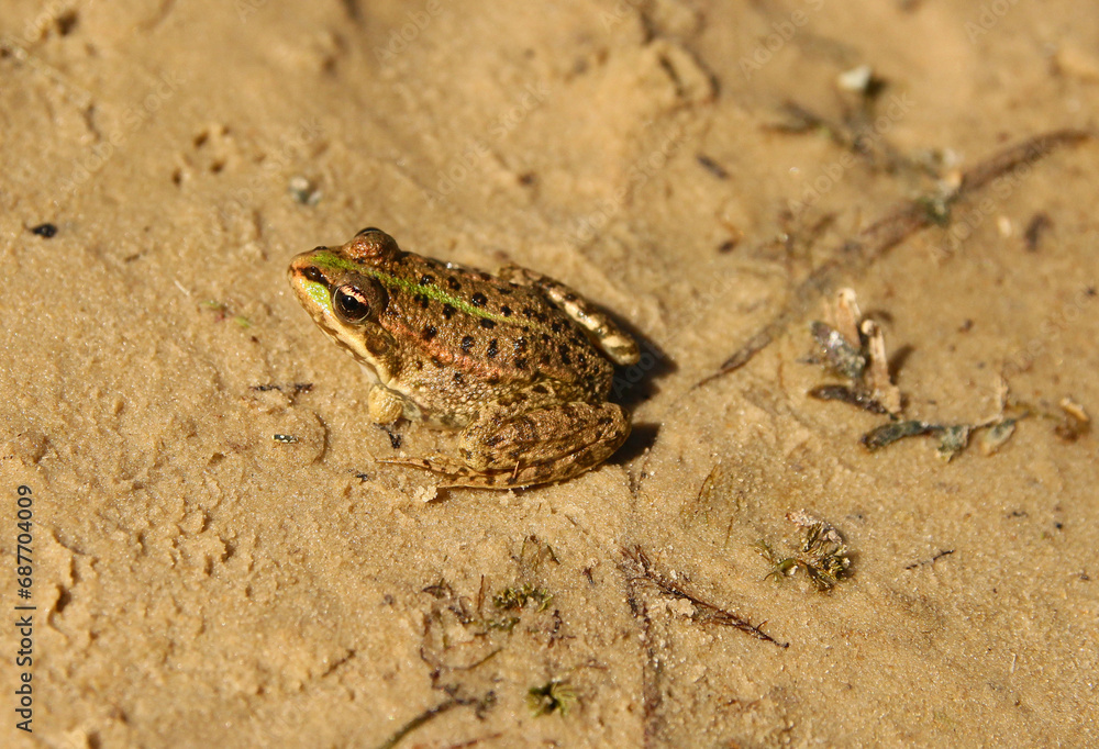 A green golden frog in a pond in the sun. A green golden frog in a pond in the sun.