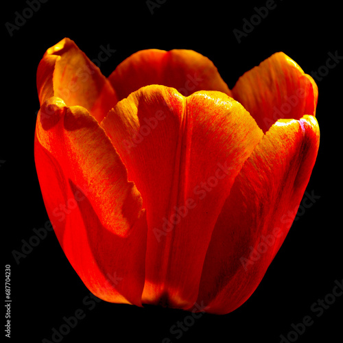 Tulips is a perennial, bulbous plant with showy flowers in the genus Tulipa, of which up to 109 species