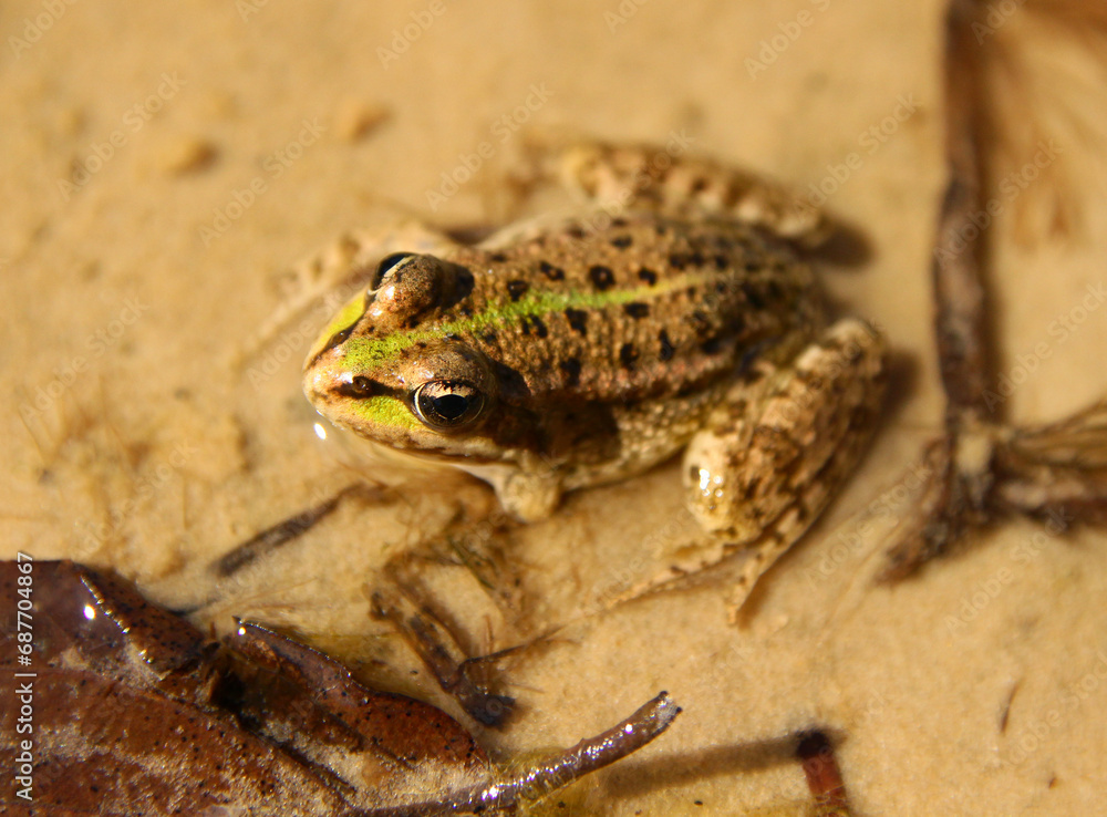 Obraz premium A green golden frog in a pond in the sun.