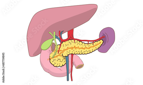 pancreas
