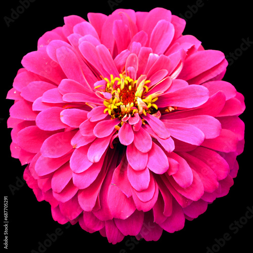 Dahlia is a genus of bushy  tuberous  perennial plants native to Mexico  Central America  and Colombia. There are at least 36 species of dahlia  some like D. imperialis up to 10 metres tall.