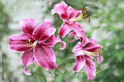 Bouquet of large Lilies. Lilium belonging to the Liliaceae. Blooming pink tender Lily flower . Pink Stargazer Lily flowers background. Closeup of pink stargazer Lilies and green foliage. Asiatic Lily