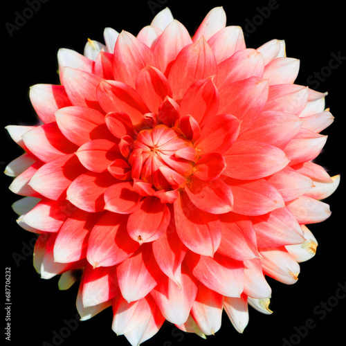 Dahlia is a genus of bushy  tuberous  perennial plants native to Mexico  Central America  and Colombia. There are at least 36 species of dahlia  some like D. imperialis up to 10 metres tall.