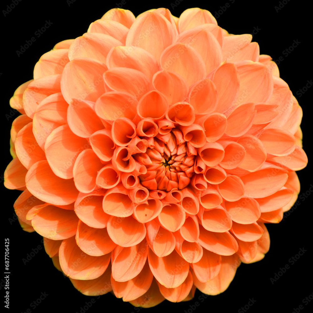 Dahlia is a genus of bushy, tuberous, perennial plants native to Mexico, Central America, and Colombia. There are at least 36 species of dahlia, some like D. imperialis up to 10 metres tall. Dahlia is a genus of bushy, tuberous, perennial plants native to Mexico, Central America, and Colombia. There are at least 36 species of dahlia, some like D. imperialis up to 10 metres tall.