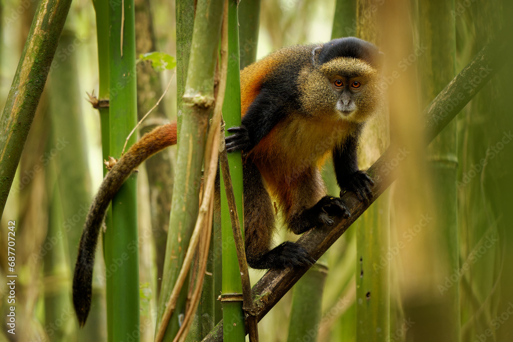Fototapeta Golden Monkey - Cercopithecus kandti originally subspecies of Blue monkey (Cercopithecus mitis kandti), found in Mgahinga in Uganda, Volcanoes in Rwanda and Virunga in highland forest near bamboo