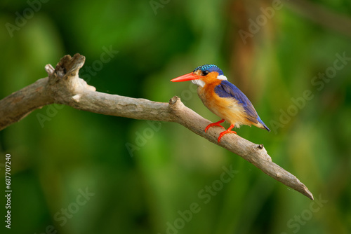 Malachite Kingfisher - Corythornis cristatus river kingfisher widely distributed in Africa south of the Sahara, small colourful bird with ruddy orange rusty body, blue head and brightly red beak