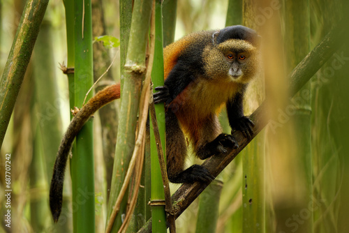Golden Monkey - Cercopithecus kandti originally subspecies of Blue monkey (Cercopithecus mitis kandti), found in Mgahinga in Uganda, Volcanoes in Rwanda and Virunga in highland forest near bamboo