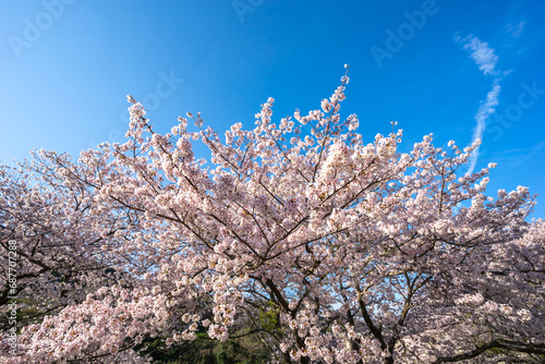 Wallpaper Mural 桜の花　春のイメージ Torontodigital.ca