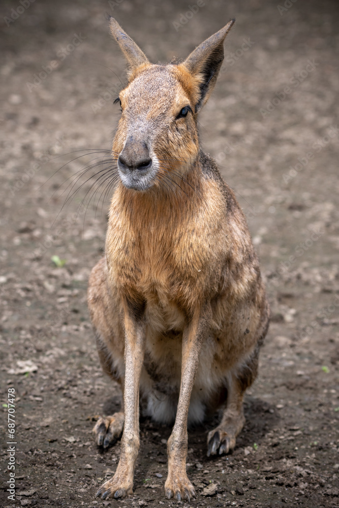 Fototapeta premium マーラのポートレート
