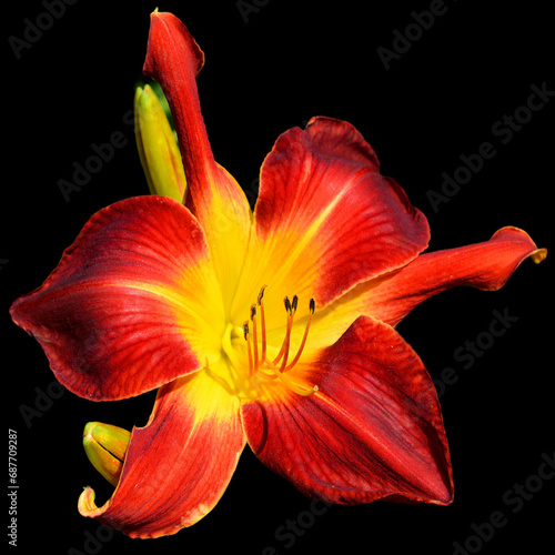 Amaryllis is the only genus in the subtribe Amaryllidinae  tribe Amaryllideae . It is a small genus of flowering bulbs  with two species.
