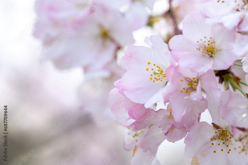桜の花　華やかな春のイメージ