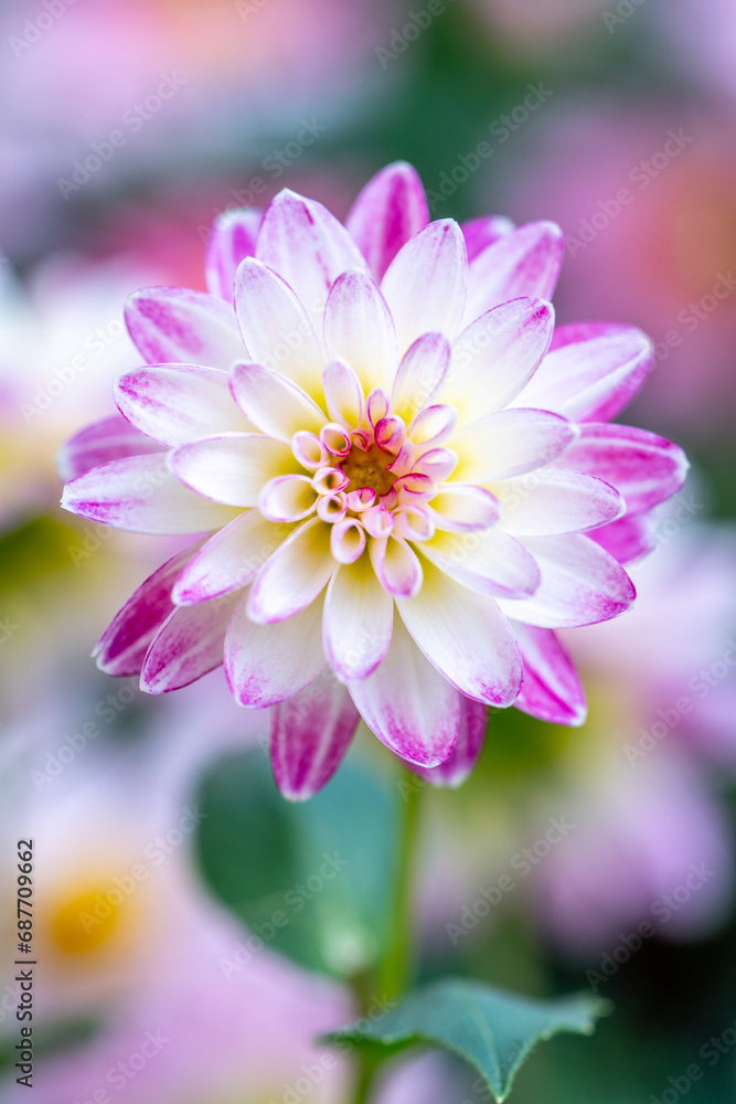 Fototapeta premium ダリアの花 春のイメージ