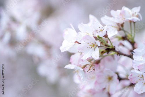 桜の花 華やかな春のイメージ