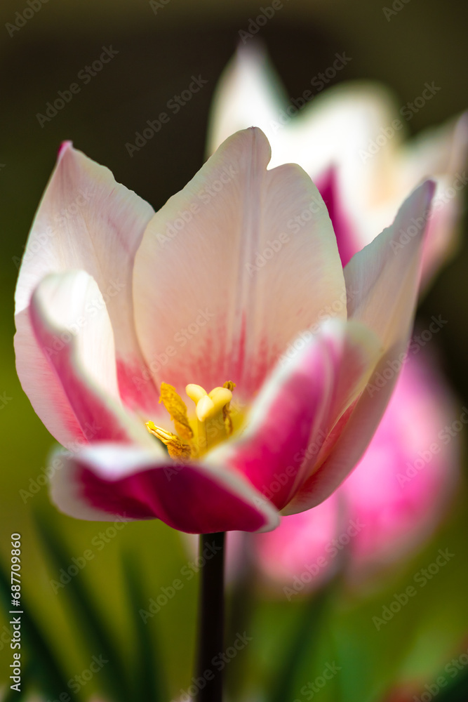 Fototapeta premium チューリップの花 春のイメージ